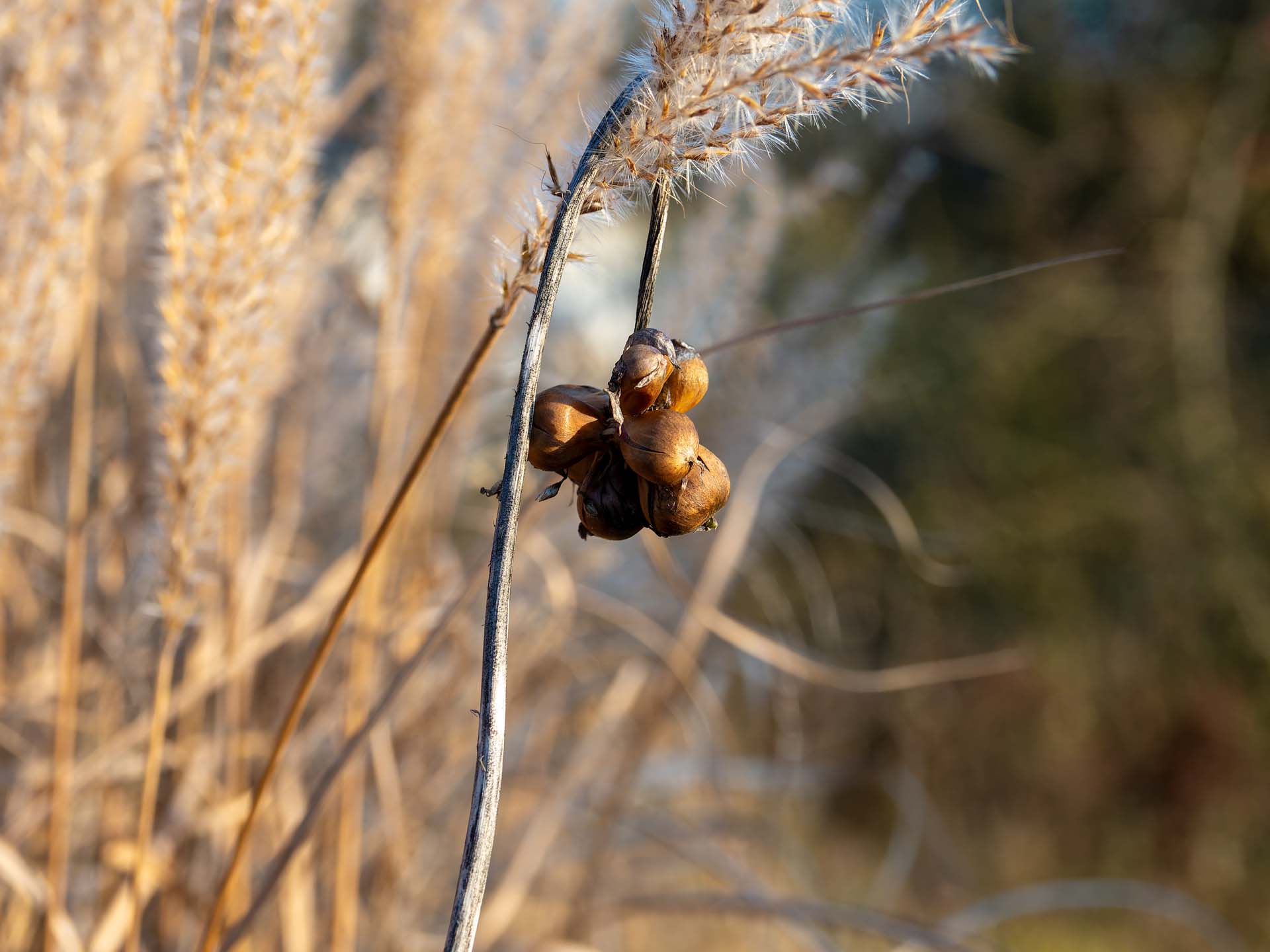 20251226_003-DxO_DeepPRIME XD2s