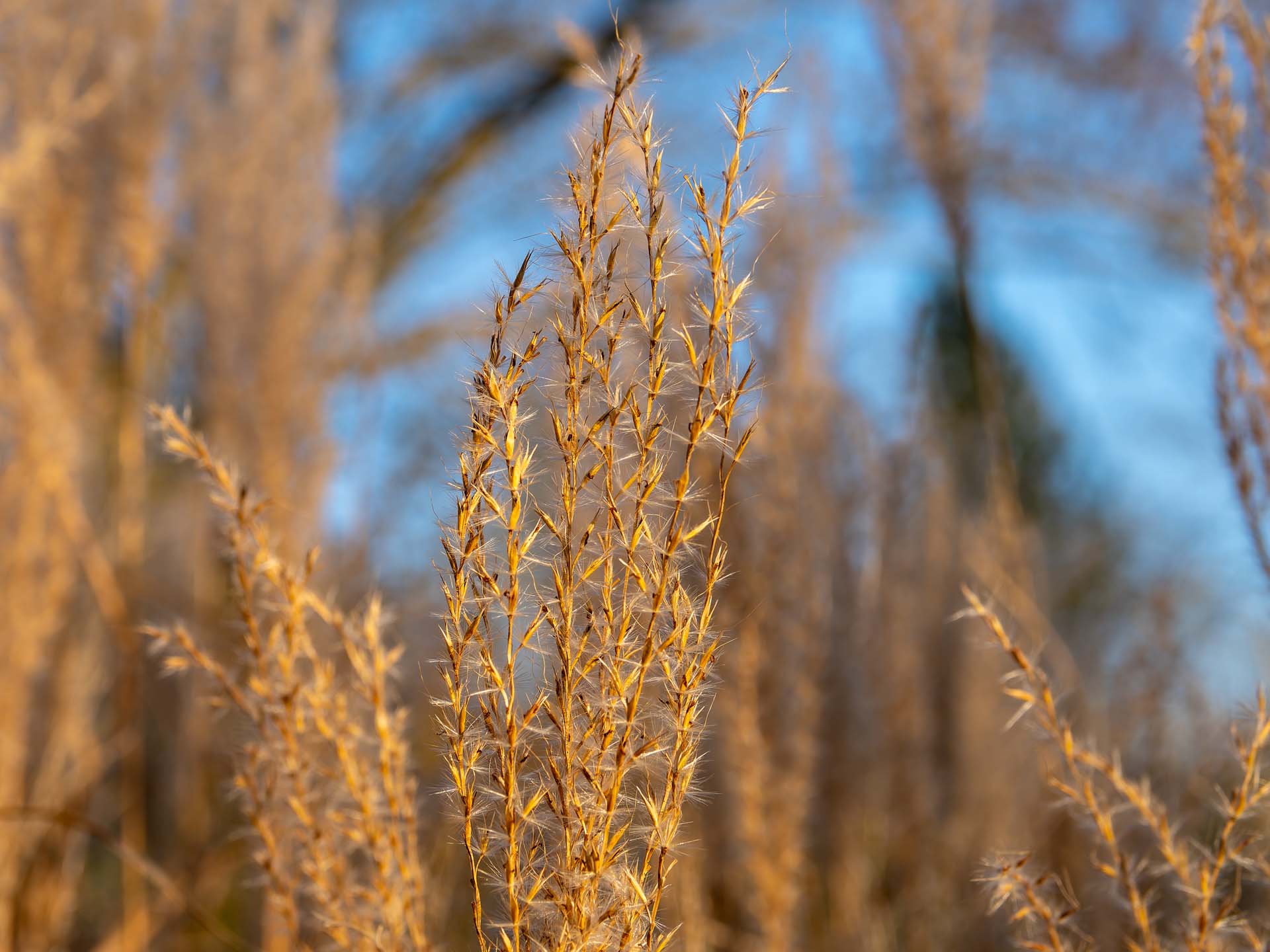 20251226_004-DxO_DeepPRIME XD2s