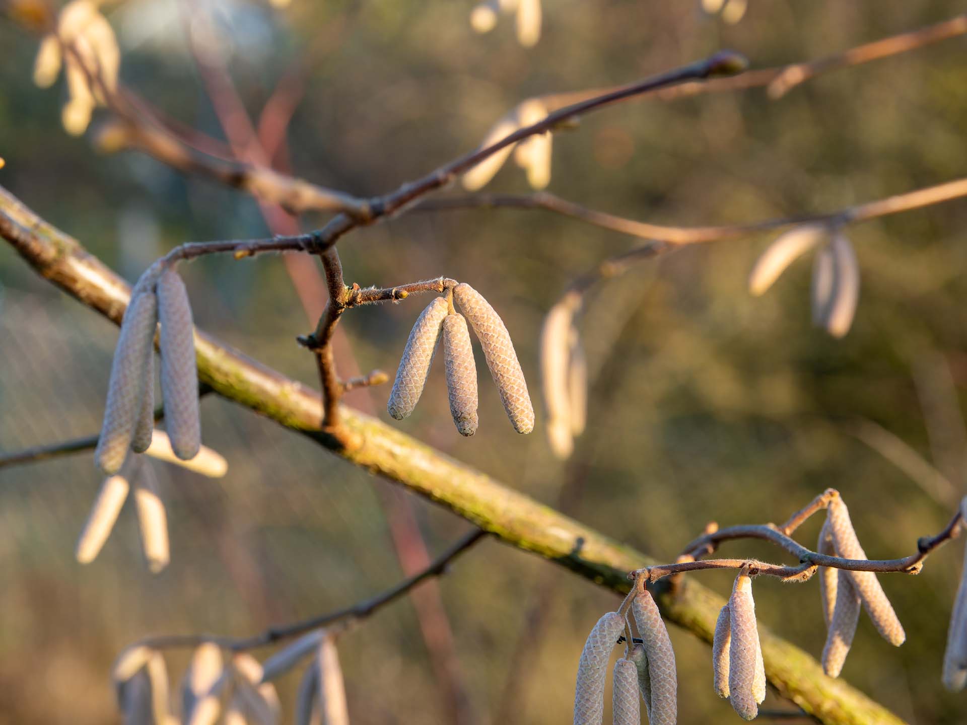 20251226_011-DxO_DeepPRIME XD2s