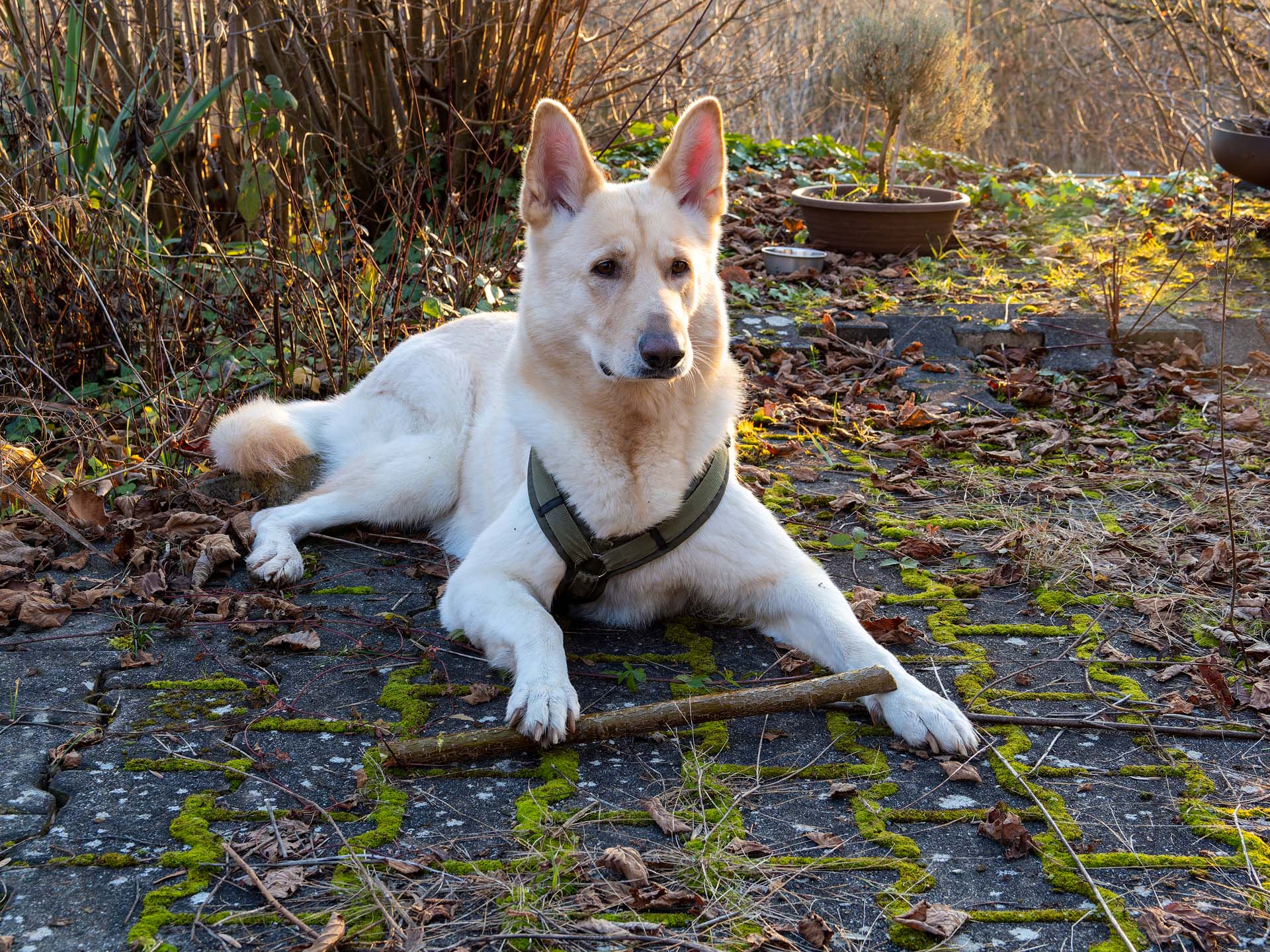 20251226_014-DxO_DeepPRIME XD2s