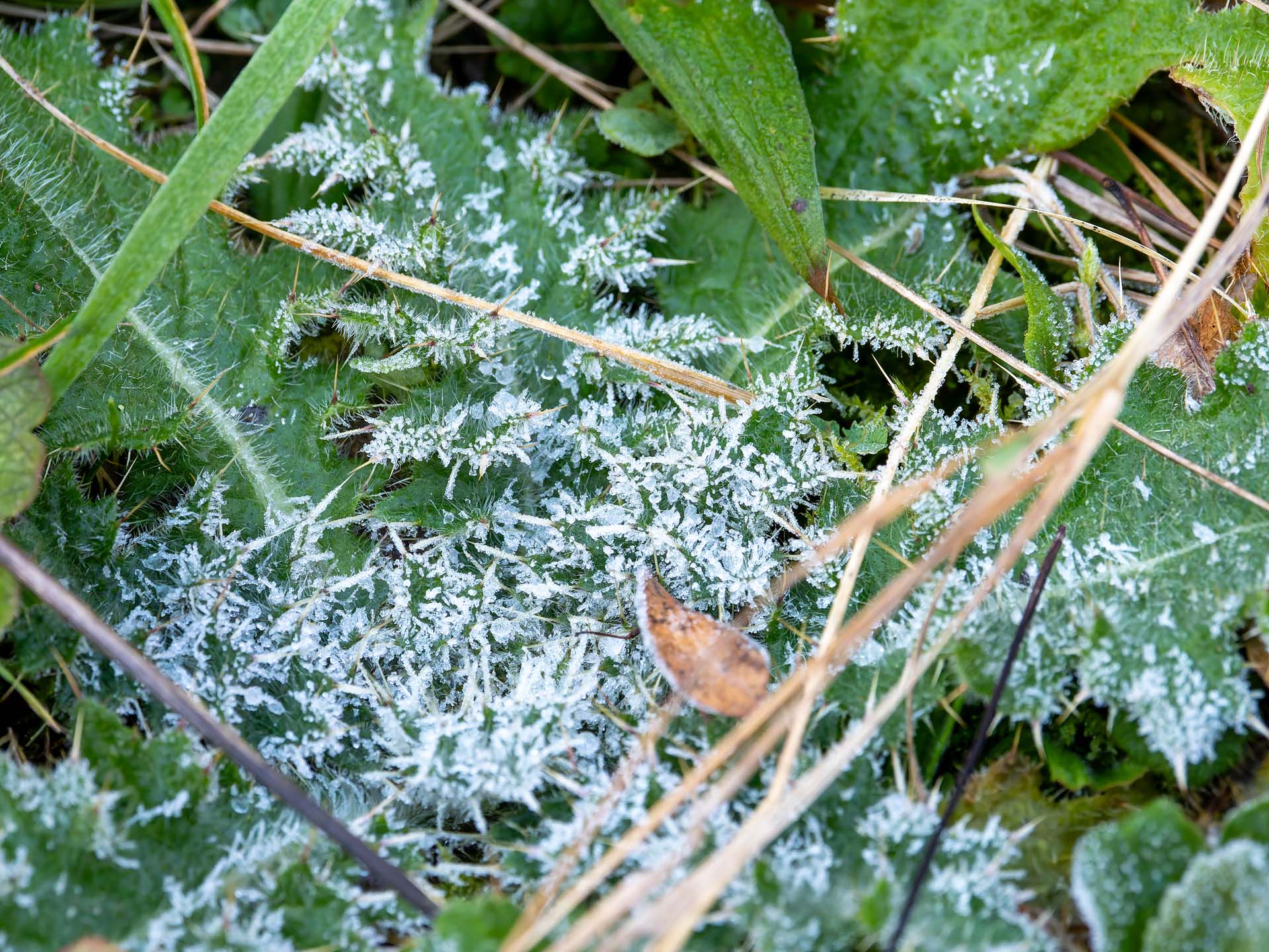 20251226_030-DxO_DeepPRIME XD2s