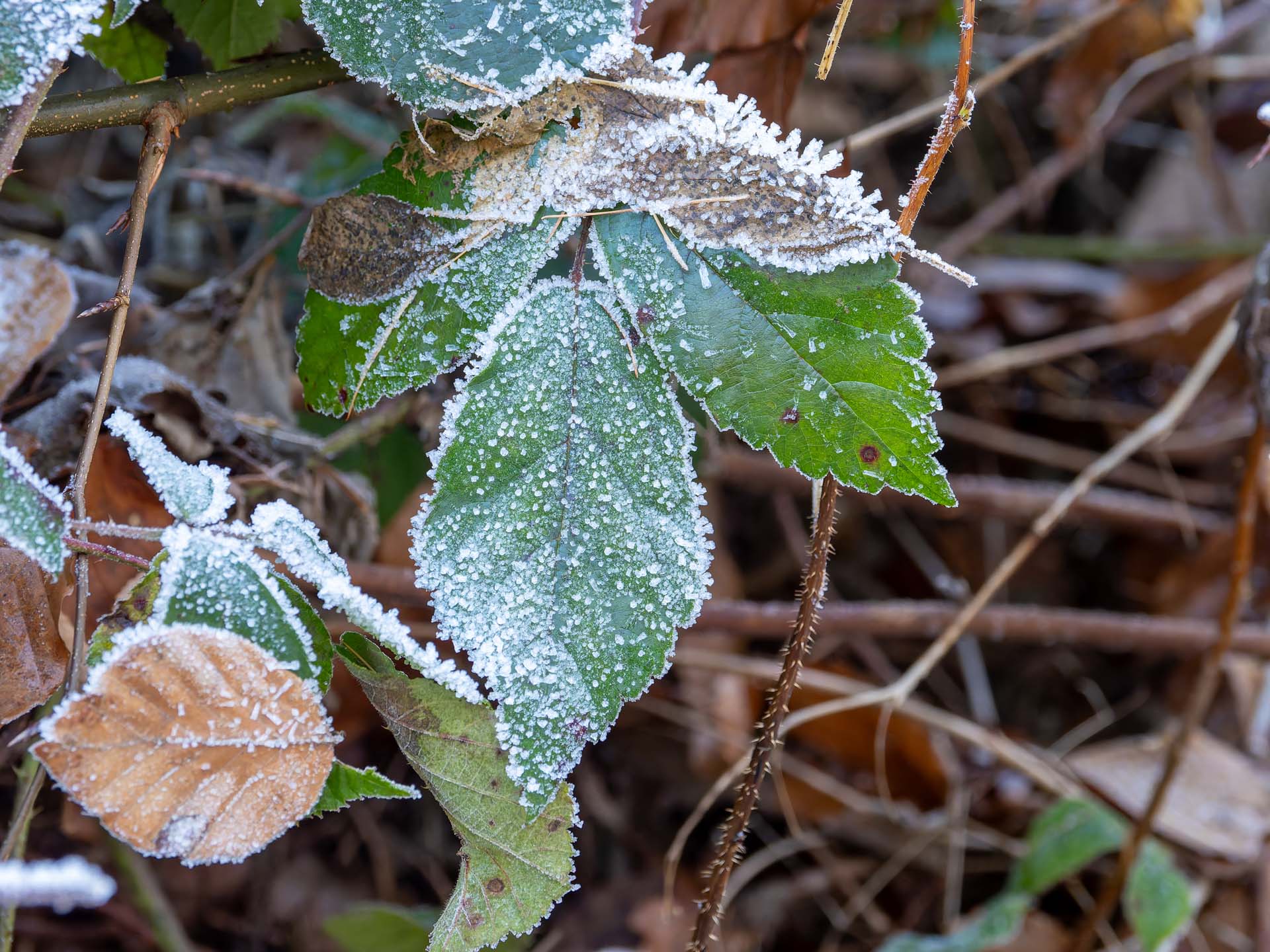 20251228_003-DxO_DeepPRIME XD2s