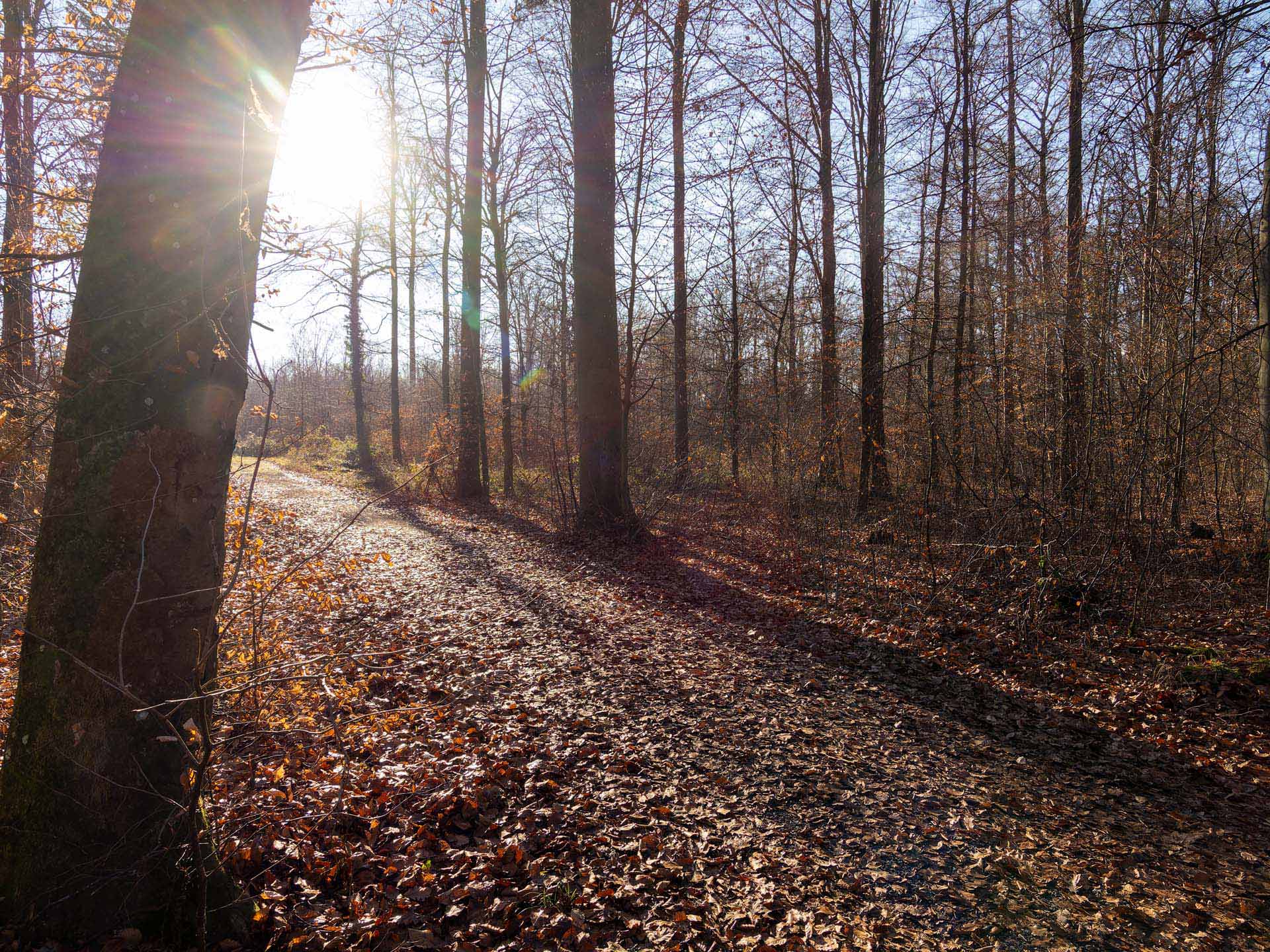 20251228_005-DxO_DeepPRIME XD2s