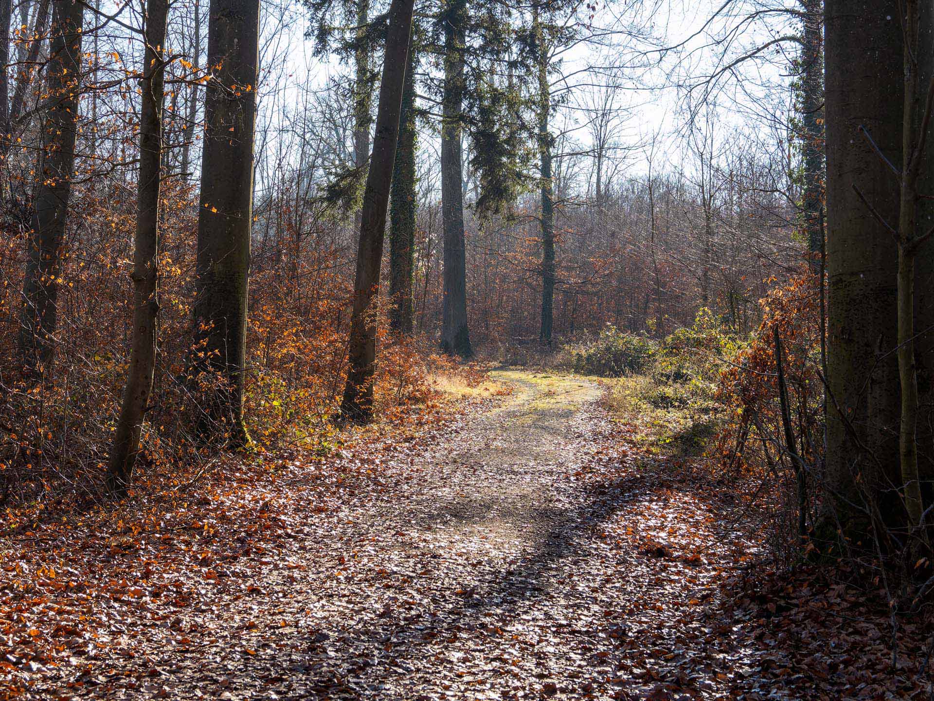 20251228_006-DxO_DeepPRIME XD2s