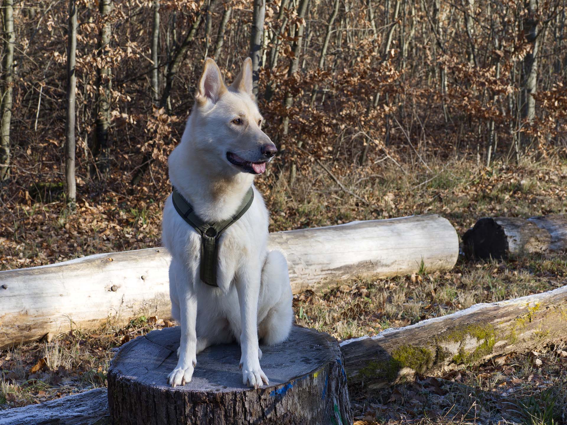 20251228_032-DxO_DeepPRIME XD2s