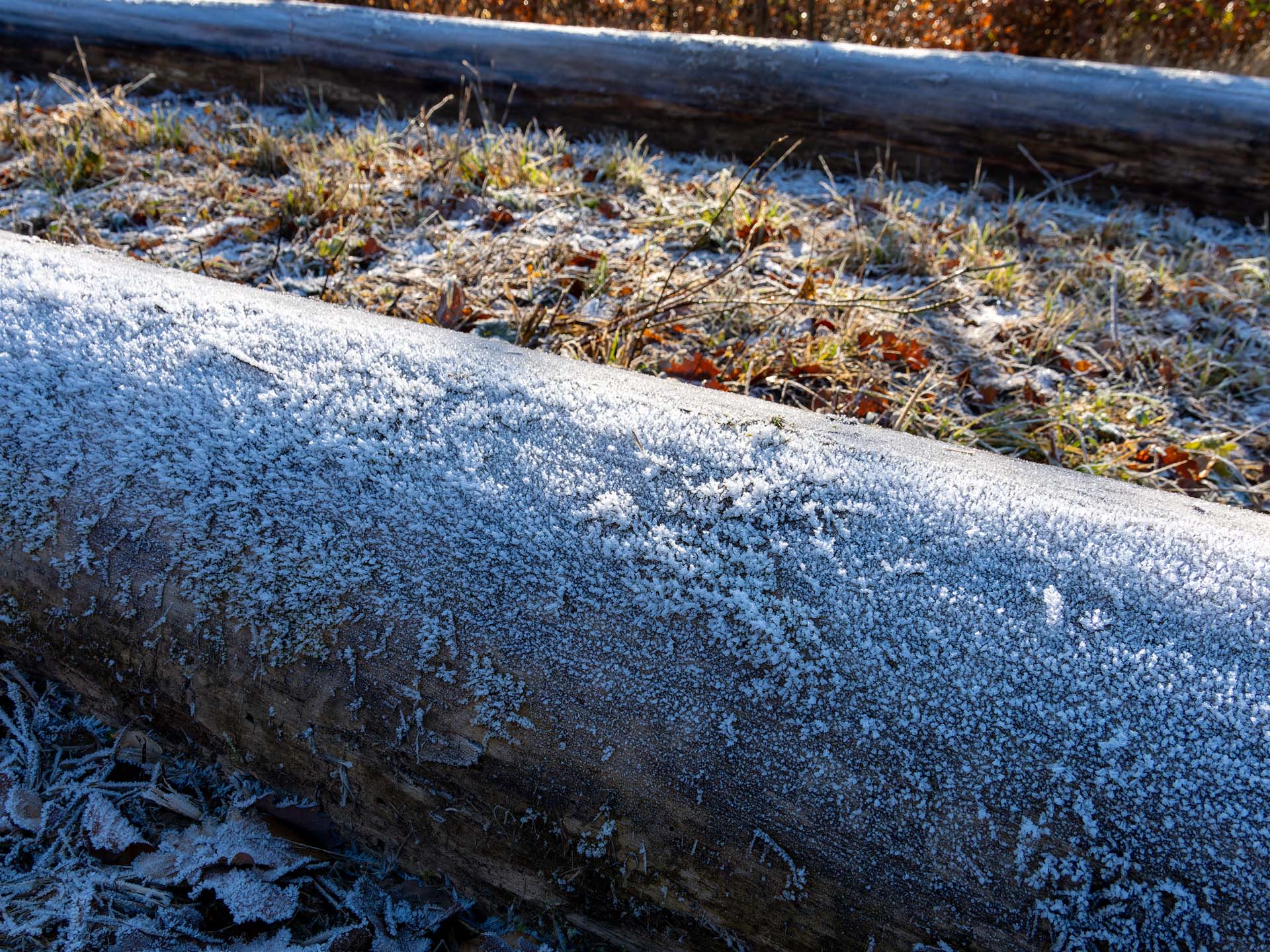 20251228_035-DxO_DeepPRIME XD2s