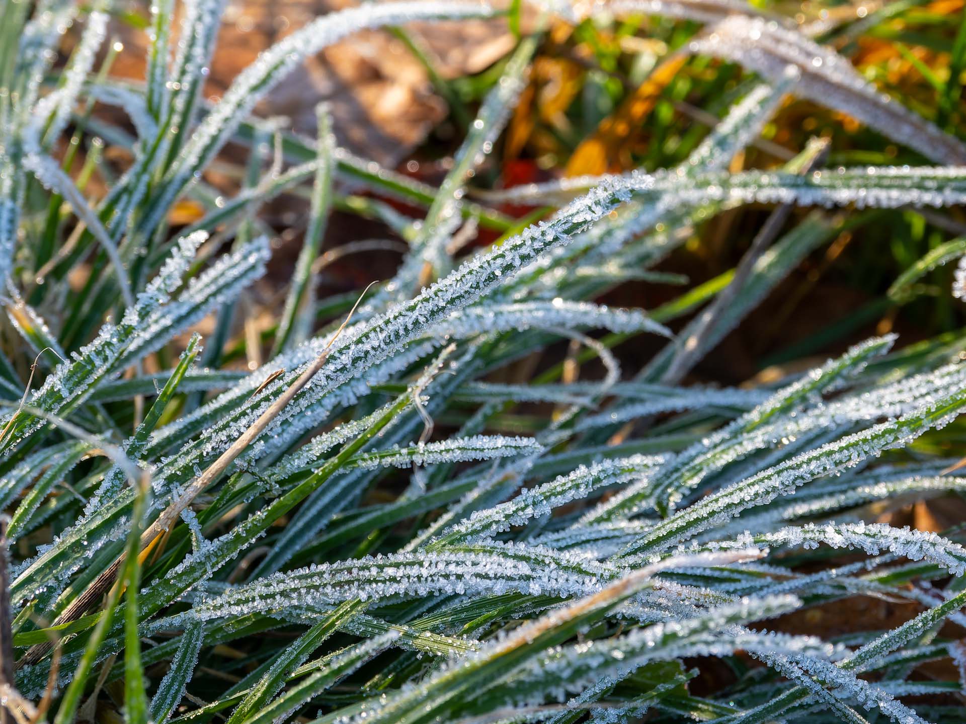 20251228_037-DxO_DeepPRIME XD2s