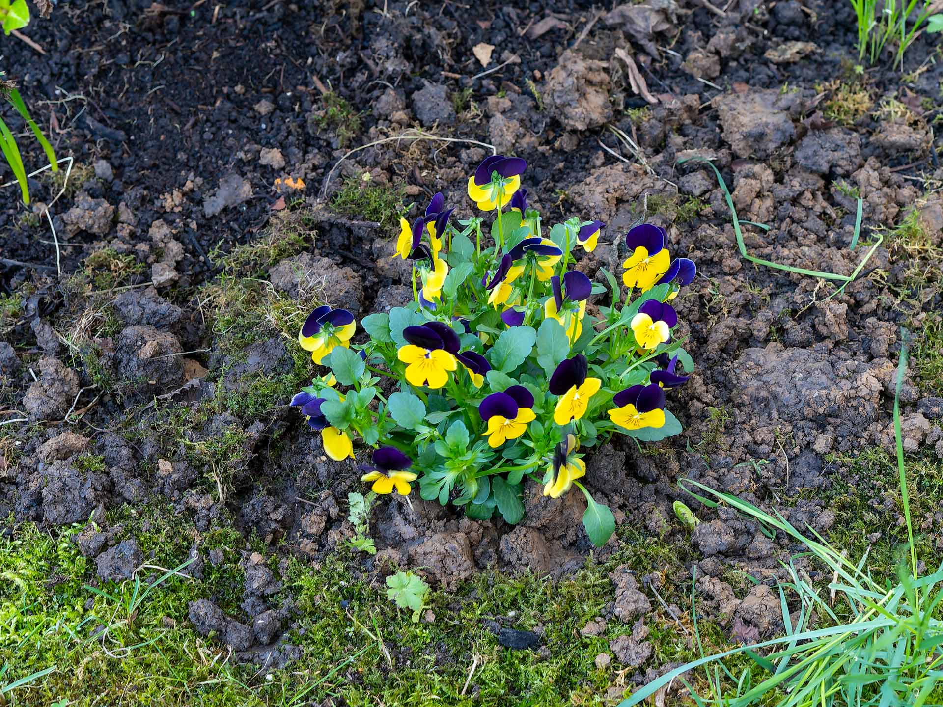 Hornveilchen (Viola cornuta)