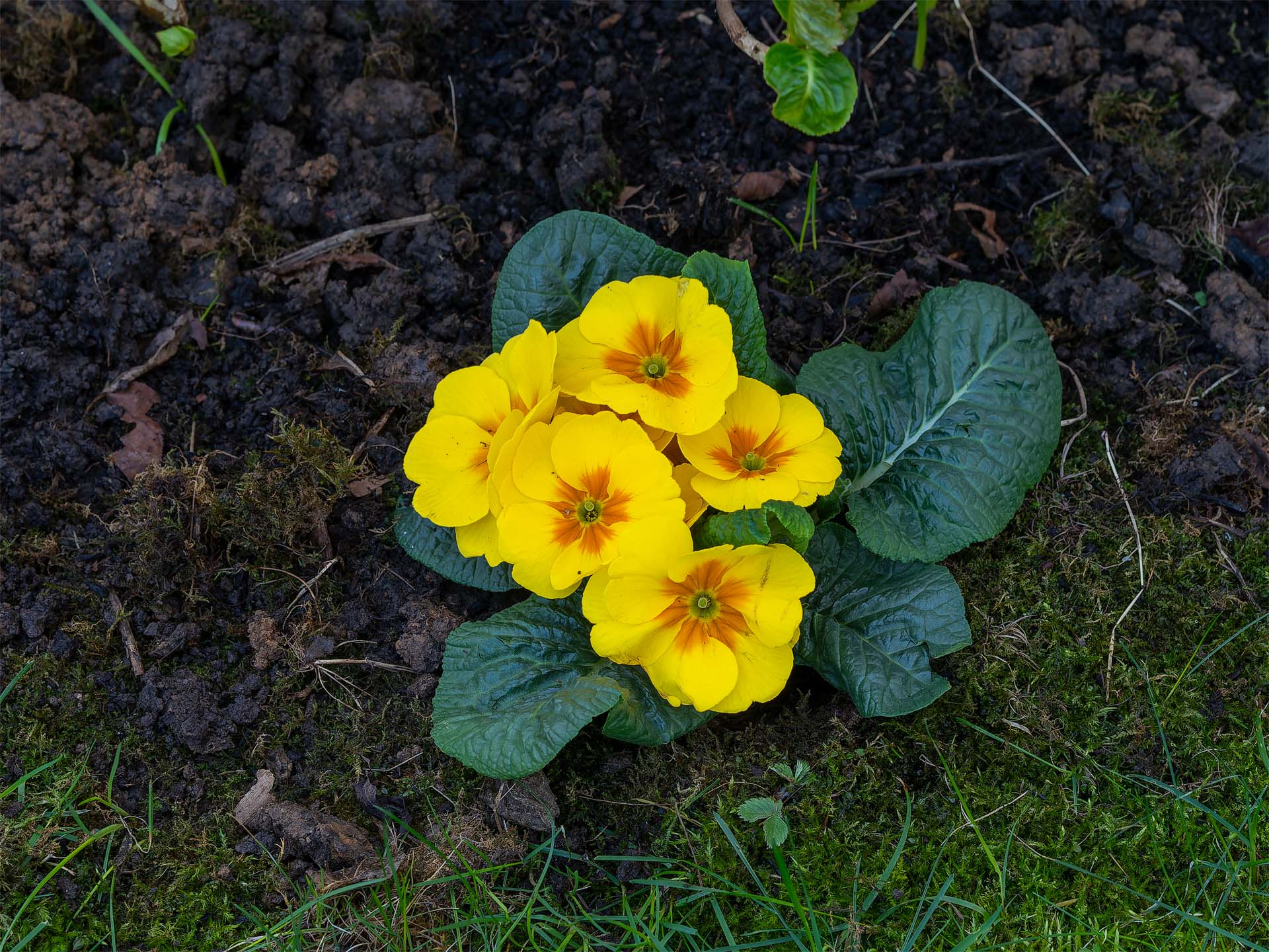 Kissen-Primel (Primula vulgaris)
