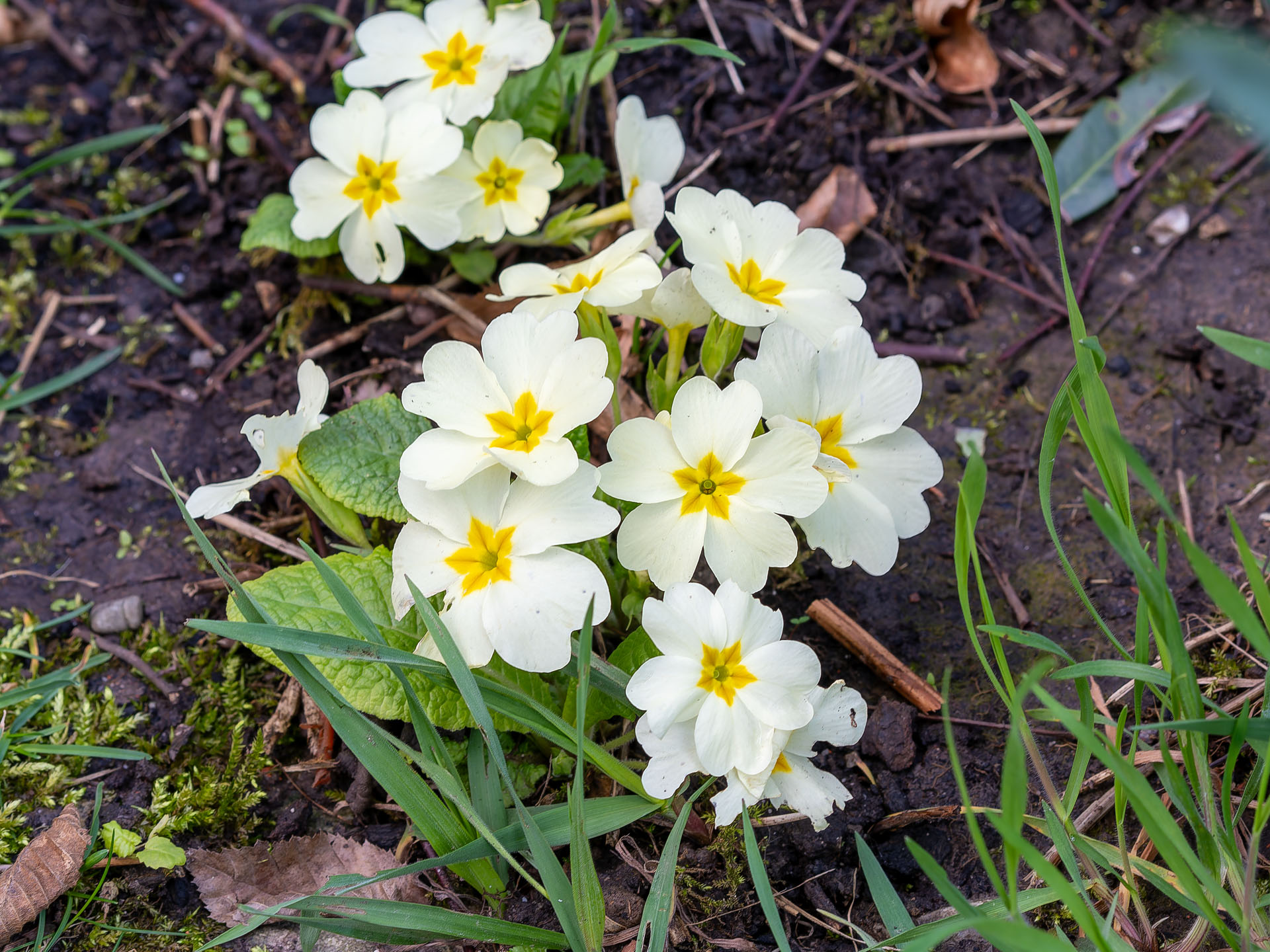 Kissen-Primeln (Primula vulgaris)