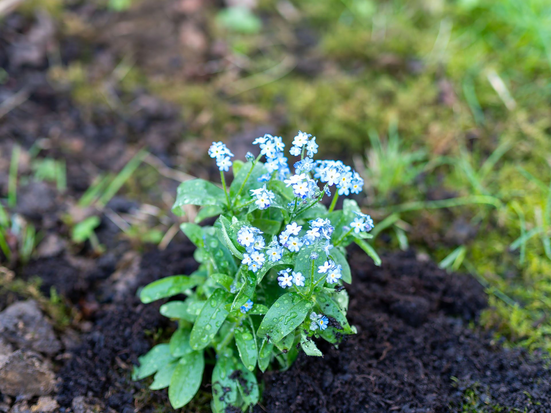 Vergissmeinnicht (Myosotis)