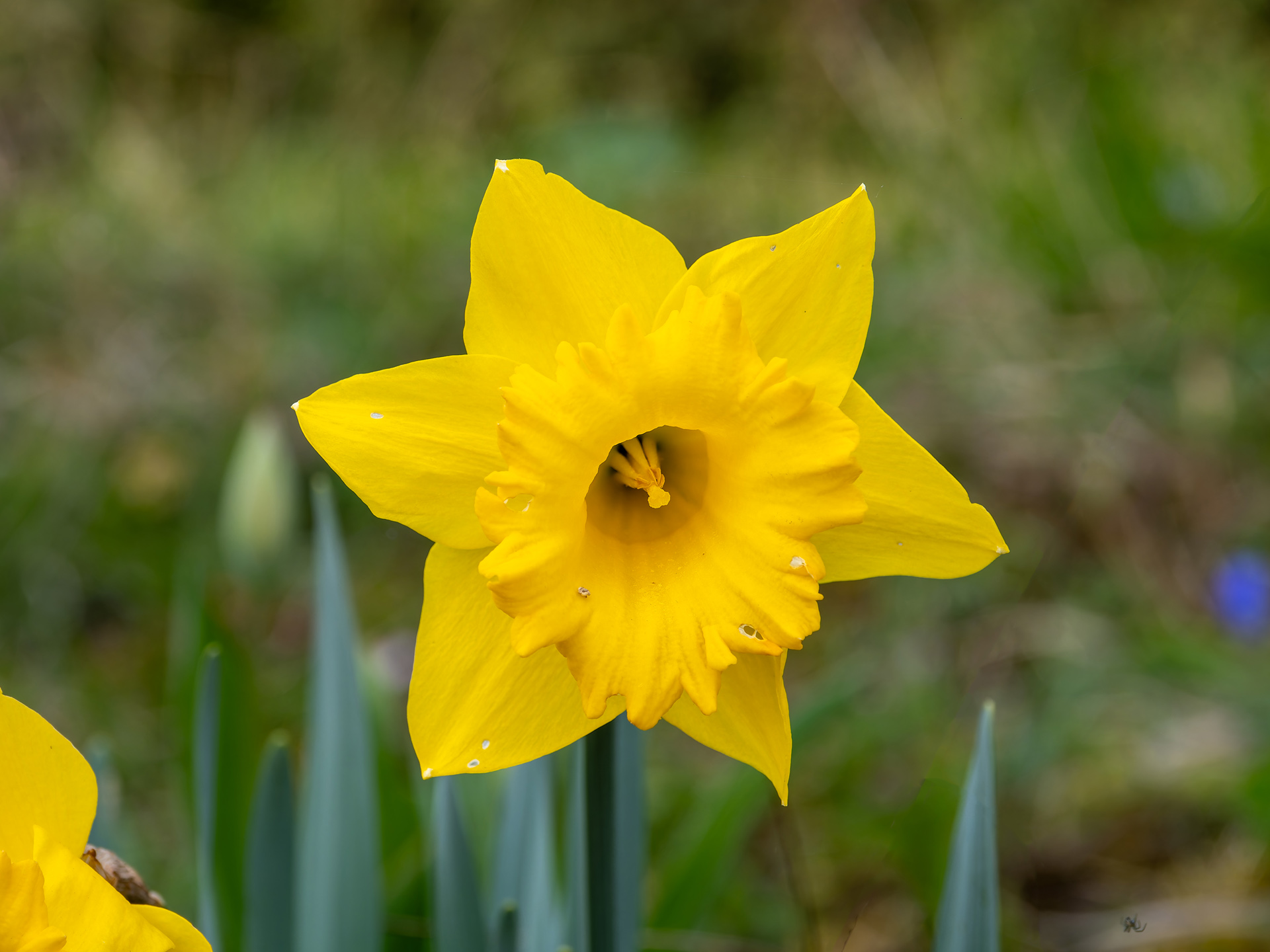 Gelbe Narzisse (Narcissus pseudonarcissus)