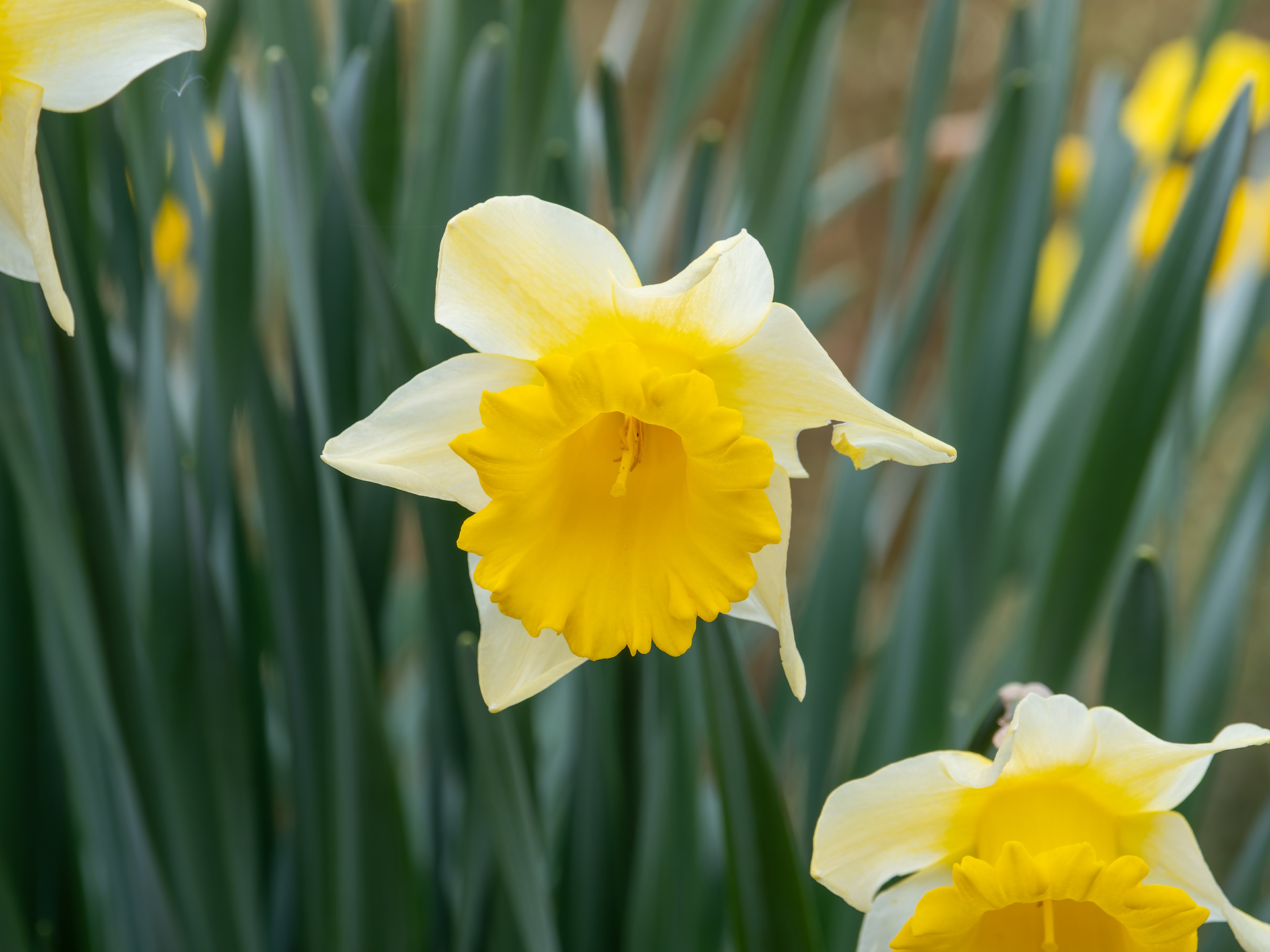 Narzisse (Gattung Narcissus), auch unter dem Namen Osterglocke bekannt.