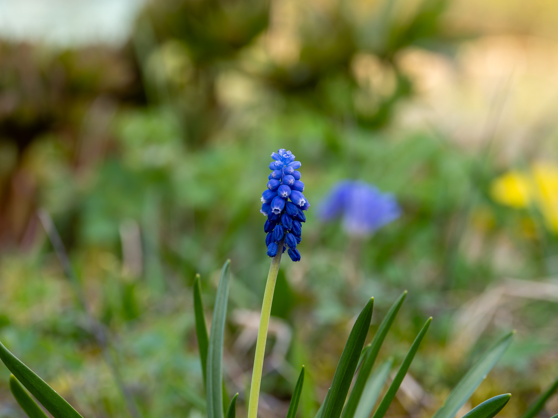 Traubenhyazinthe (Muscari)