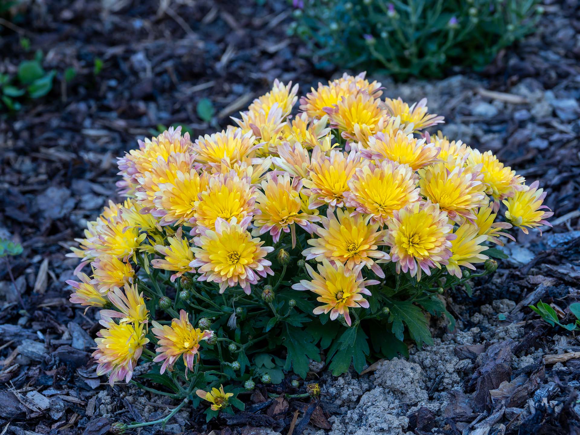 Chrysantheme Chrysanthemum