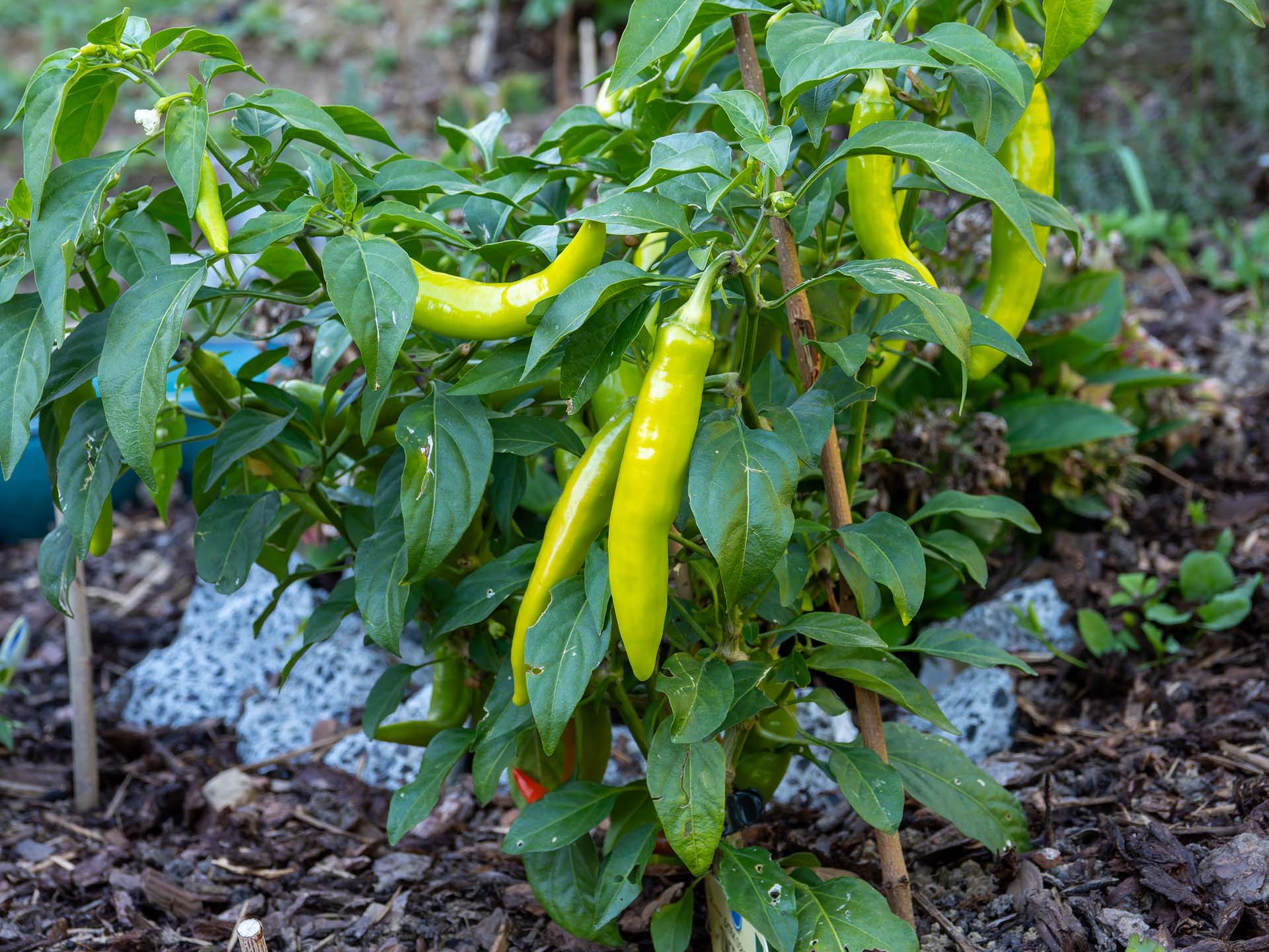 Sarit Gat gelbe Chili