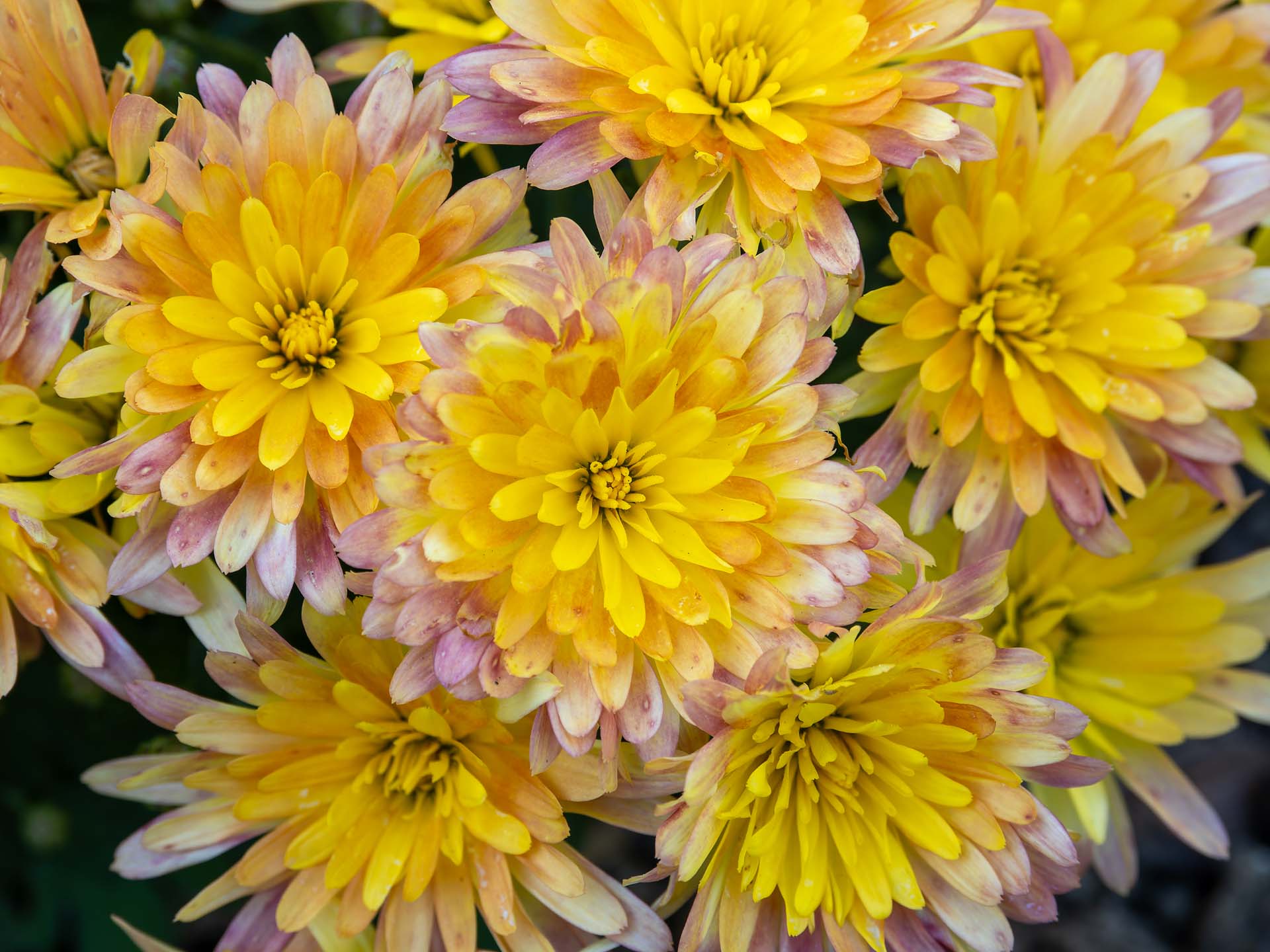 Chrysantheme Chrysanthemum