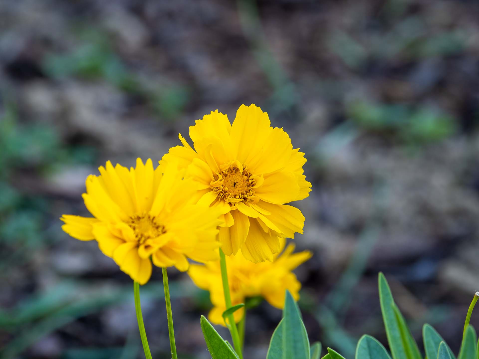 Mädchenauge Coreopsis grandiflora