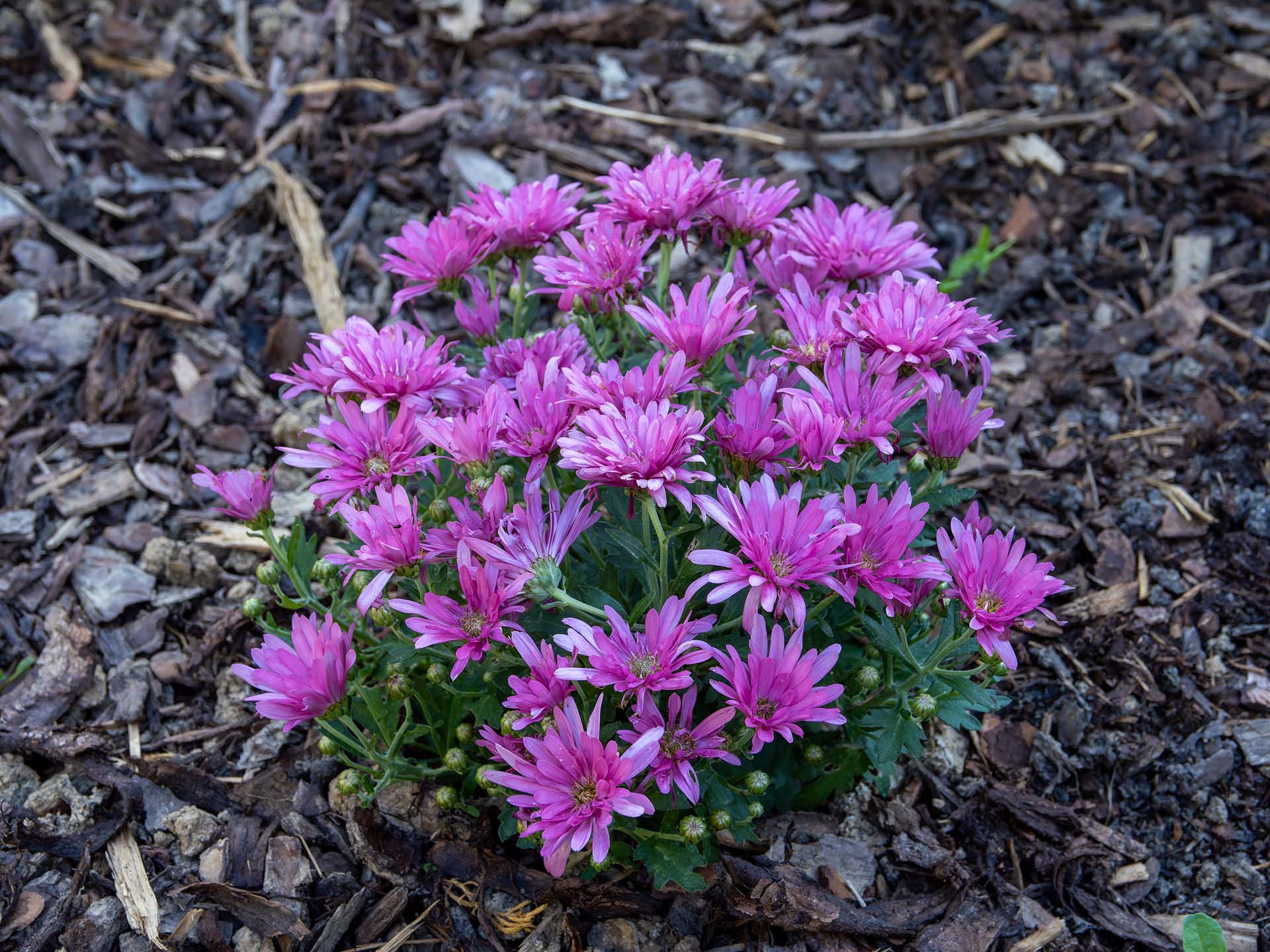 Winteraster Chrysanthemum indicum
