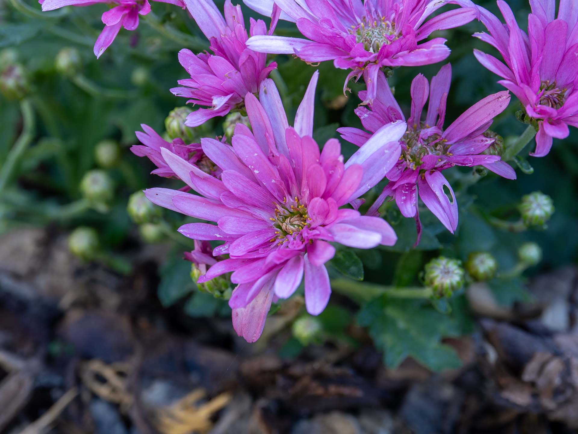 Winteraster Chrysanthemum indicum
