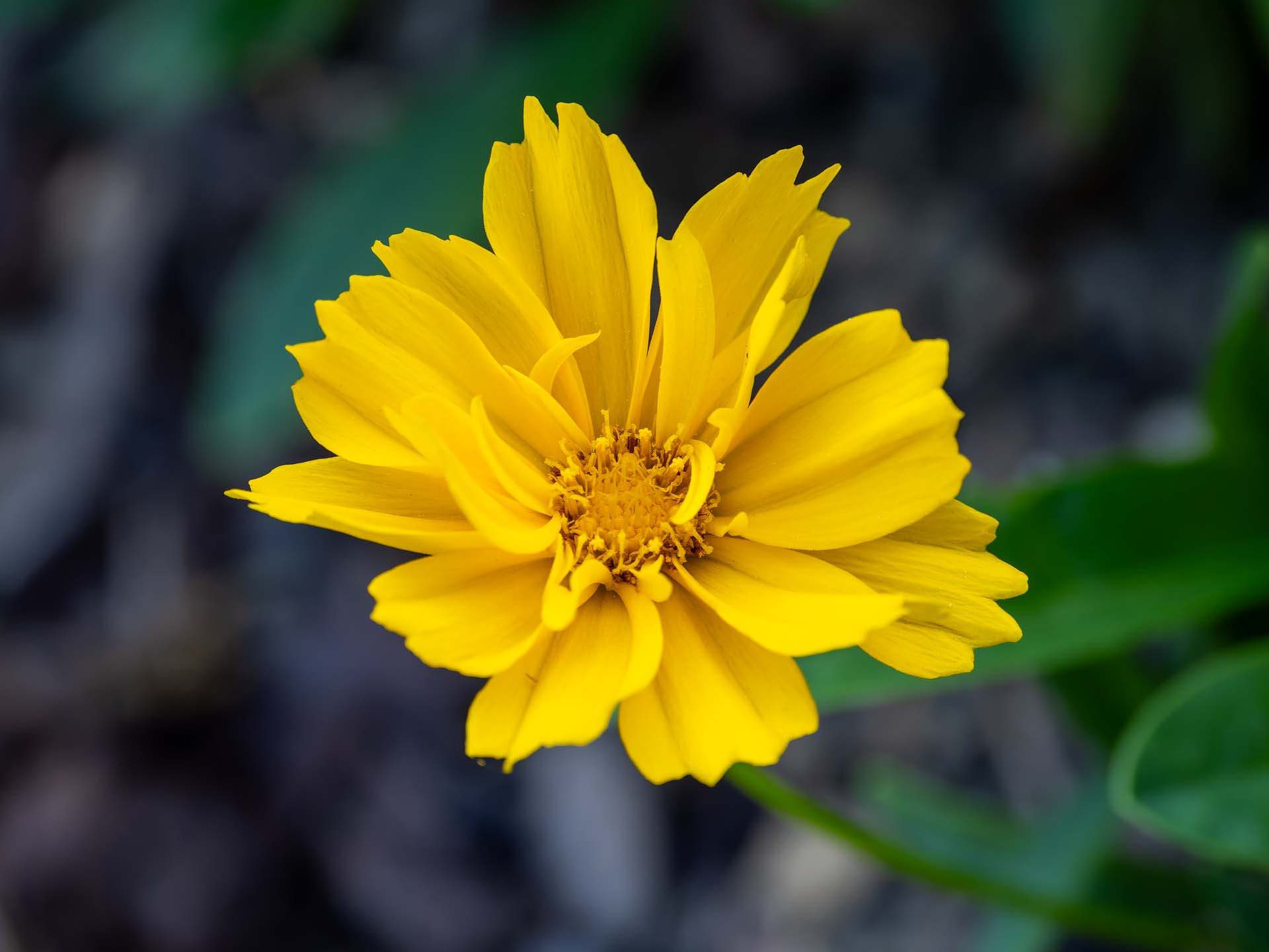 Mädchenauge Coreopsis grandiflora