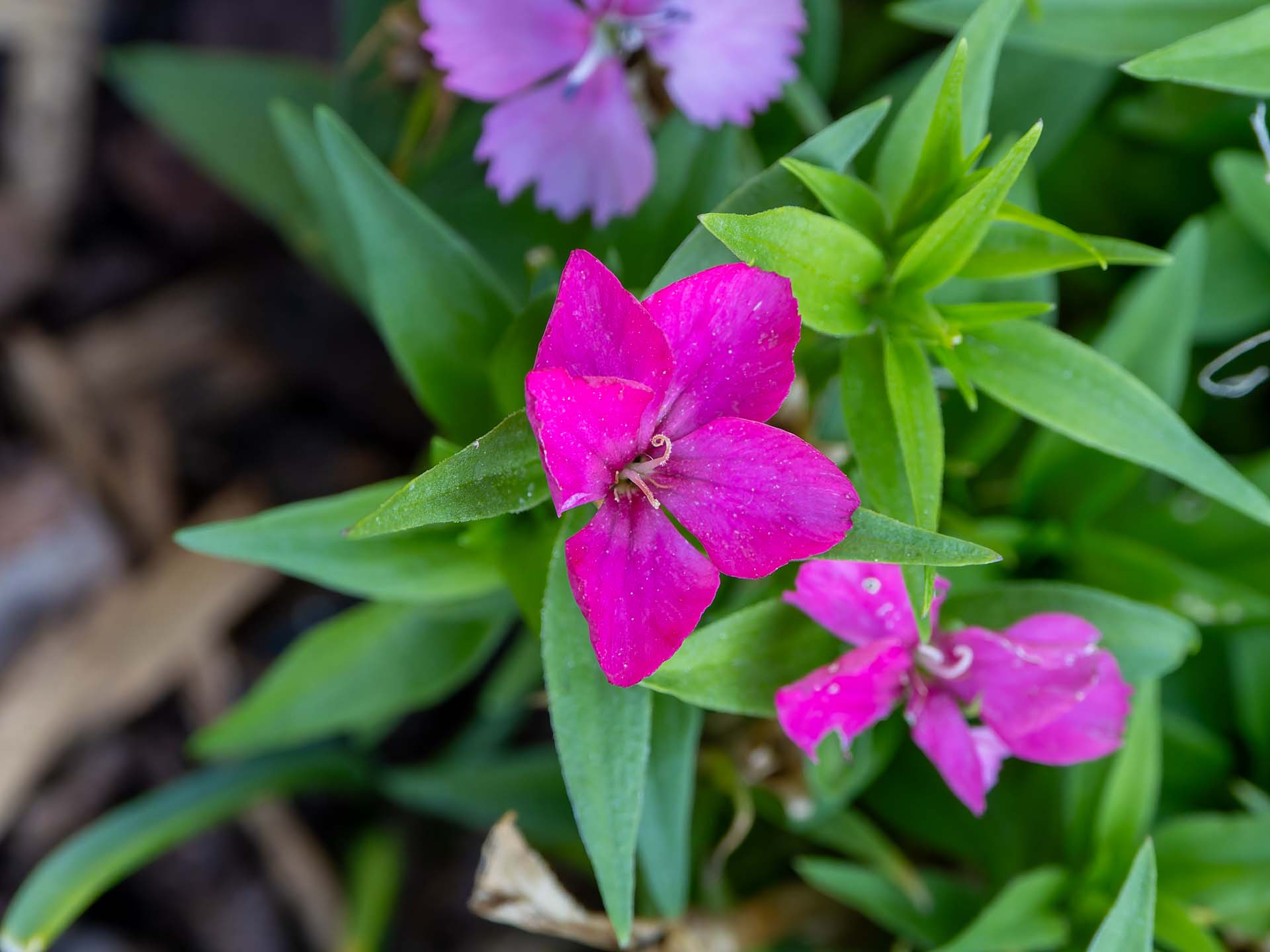 Heide-Nelke Dianthus deltoides