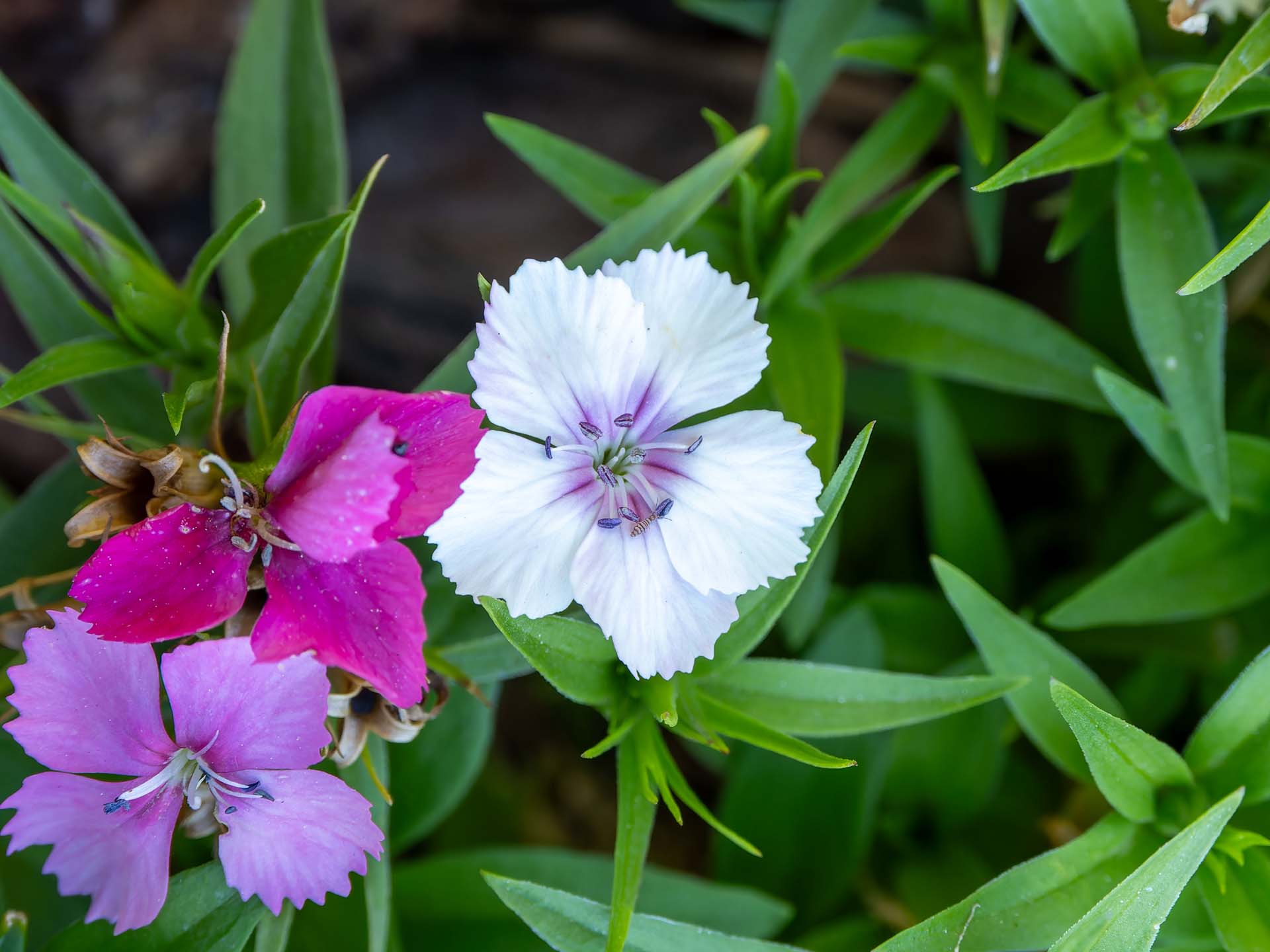 Bart-Nelke Dianthus barbatus